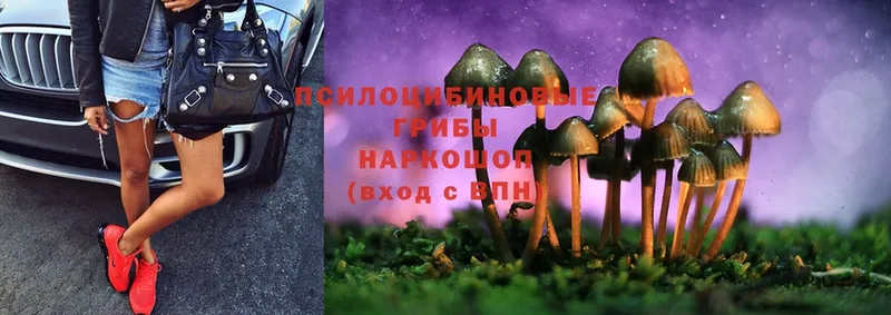 Галлюциногенные грибы Psilocybe  хочу наркоту  MEGA вход  Бабаево 